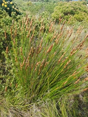 Elegia tectorum