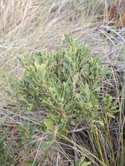 Morella quercifolia