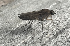 Anabarhynchus kosciuskoensis