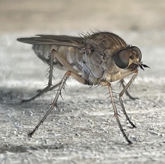 Anabarhynchus kosciuskoensis