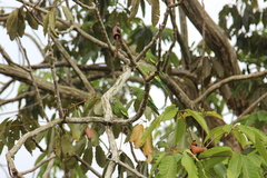 Brotogeris versicolurus