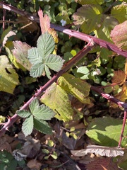 Rubus fruticosus
