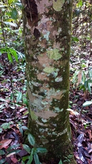 Aspidosperma spruceanum