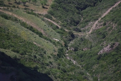 Neophron percnopterus