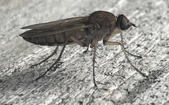 Anabarhynchus kosciuskoensis