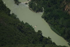 Neophron percnopterus