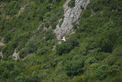 Neophron percnopterus