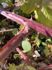 Rubus fruticosus