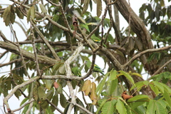 Brotogeris versicolurus