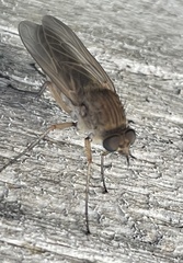 Anabarhynchus kosciuskoensis