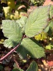 Rubus fruticosus