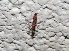 Paraxenetus guttulatus