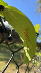 Disonycha quinquelineata