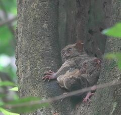 Tarsius spectrumgurskyae
