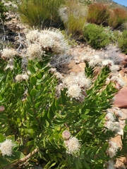 Leucospermum bolusii