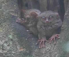 Tarsius spectrumgurskyae