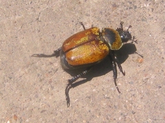 Scarabaeidae