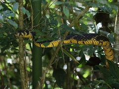 Spilotes pullatus
