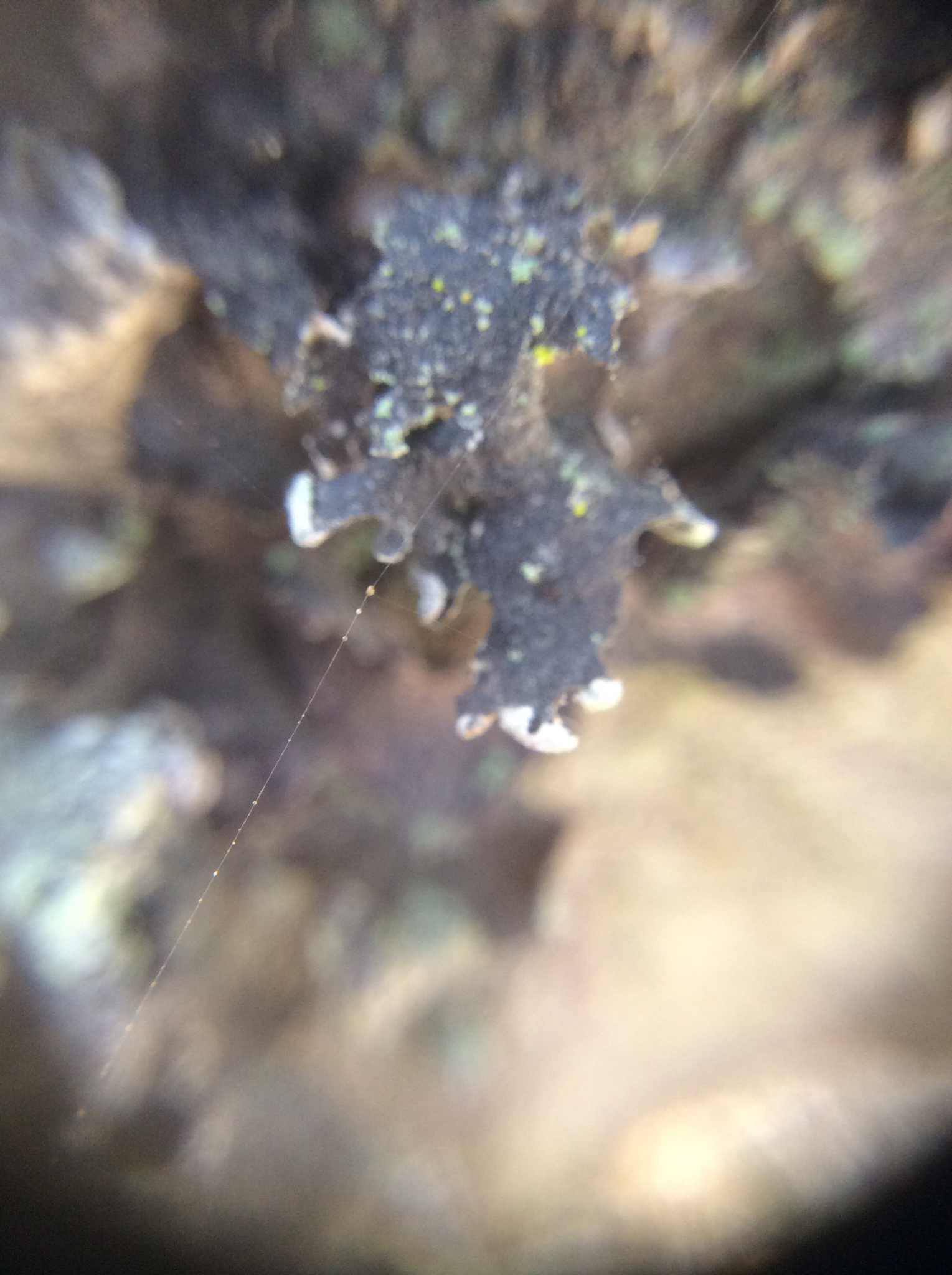 Hypogymnia image