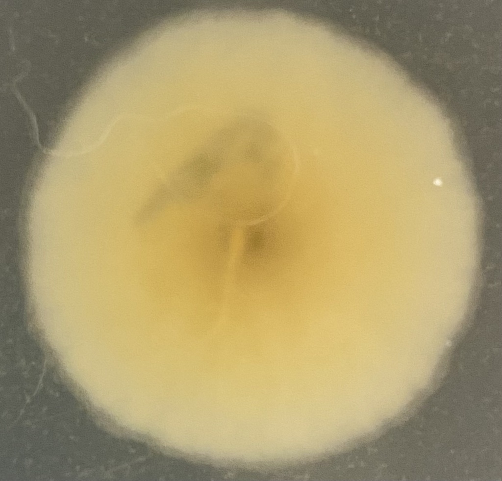 Mucor racemosus