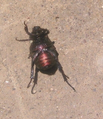 Scarabaeidae
