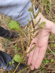 Boehmeria cylindrica