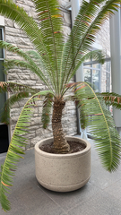 Pachypodium lamerei