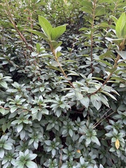 Rhododendron indicum