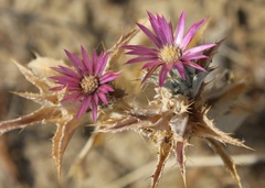Carlina lanata