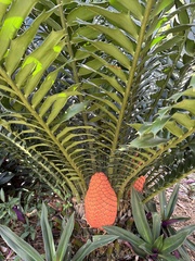 Encephalartos ferox
