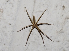 Pisaurina dubia