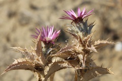 Carlina lanata