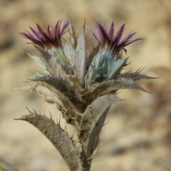 Carlina lanata