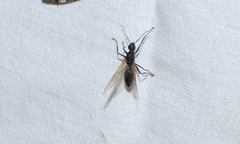 Camponotus