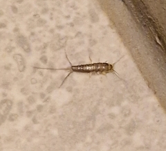 Ctenolepisma longicaudatum