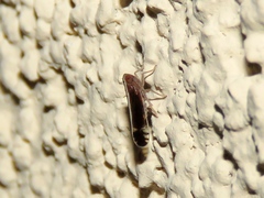 Stenocranus brunneus