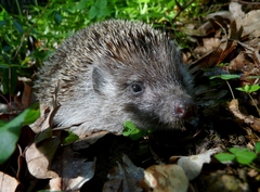 Erinaceus roumanicus