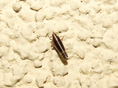 Stenocranus brunneus