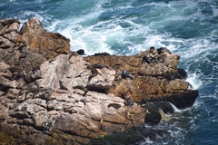 Arctocephalus pusillus pusillus