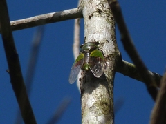 Hemisciera maculipennis