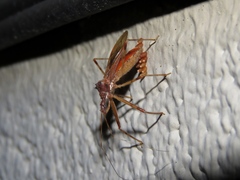 Rocconota annulicornis