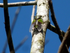 Hemisciera maculipennis