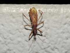 Rocconota annulicornis