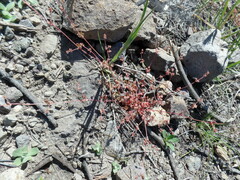 Pterostegia drymarioides