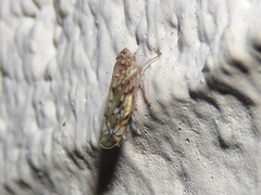Scaphoideus