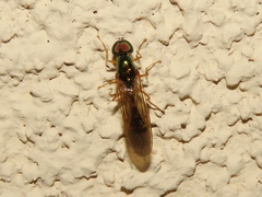 Sargus fasciatus