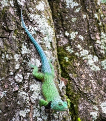 Sceloporus malachiticus