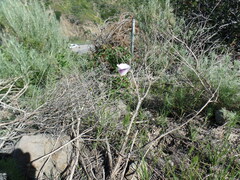 Calochortus catalinae