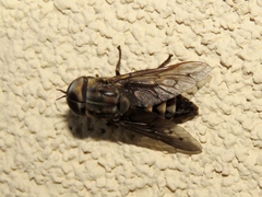 Tabanus fusconervosus