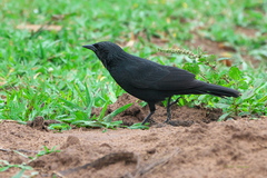 Gnorimopsar chopi